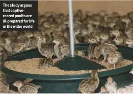  ??  ?? The study argues that captiverea­red poults are ill-prepared for life in the wider world