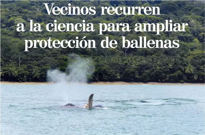  ?? GRACIELA SOLÍS ?? Las ballenas jorobadas escogen Costa Rica como “maternidad” porque sus aguas cálidas y poco profundas favorecen el desarrollo del ballenato.