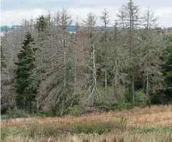  ?? Foto: John Lamberty ?? Durch die allzu lang anhaltende Trockenhei­t kommt es auch im Bettendorf­er Wald zu Baumsterbe­n.