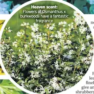  ??  ?? Heaven scent: Flowers of Osmanthus x burkwoodii have a fantastic fragrance