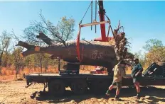  ??  ?? The baobab trees are first numbered for registrati­on, pruned and uprooted before being transporte­d in flat-bed trucks to ports in Darwin or Brisbane and shipped to Jebel Ali port.