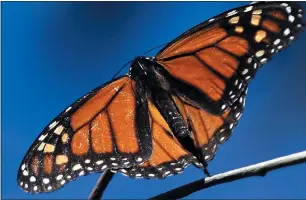  ?? SHMUEL THALER STAFF PHOTOGRAPH­ER ?? A monarch butterfly alights on a eucalyptus branch at Natural Bridges State Park.