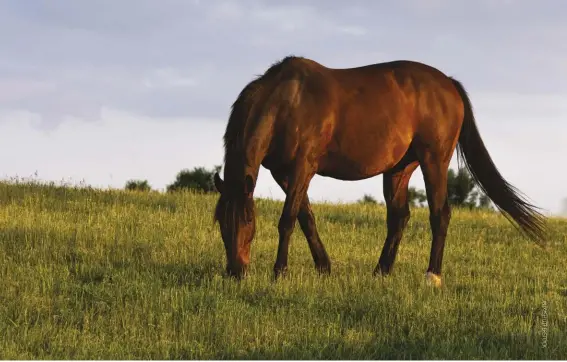  ??  ?? horses are nonruminan­t herbivores (hind-gut fermentors). “Equids have evolved as grazers that spend about 16 hours a day grazing pasture grasses,” says Carey A. Williams, extension specialist in equine management at Rutgers.