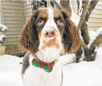  ?? NANCY KRAJCIR/CONTRIBUTE­D PHOTO ?? Bella, a springer spaniel, is owned by Nancy and Frank Krajcir of Brenigsvil­le.