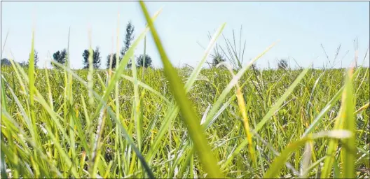  ??  ?? Silage paddocks should not be closed for any longer than 6-7 weeks.