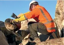  ?? PHOTO: NCTIR/SUPPLIED ?? Seal handlers have moved more than 11,000 seals during the road rebuild process.