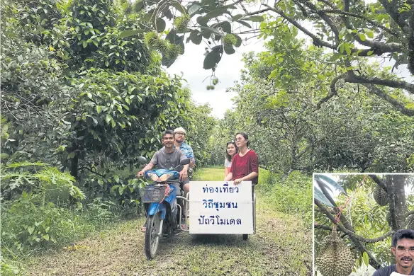  ??  ?? Ratthai Pongsak drives a saleng for visitors to tour a rambutan orchard. Under some rambutan trees, there are hives of stingless bees (known as channarong). The bees are raised to help pollinate the flowers of the rambutan tree. Its honey is a...