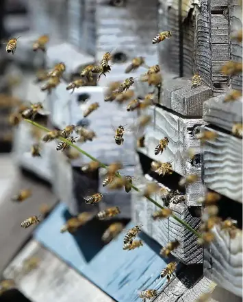  ?? Foto: Matthias Becker ?? Bienen fasziniere­n immer mehr Menschen. Die Zahl der Imker steigt schnell. Informatio­nen zum Thema gibt es beim Imkertag und in unserer neuen Serie.