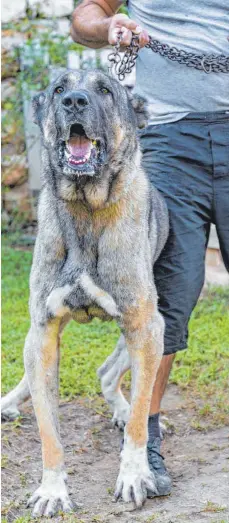  ?? FOTO: SHUTTERSTO­CK ?? Ein mächtiger Hund: Die Kraft eines Kangals, eines Herdenschu­tzhunds, ist nur schwer zu bändigen.