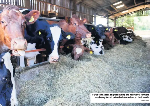  ?? Mark Lewis ?? &gt; Due to the lack of grass during the heatwave, farmers are being forced to feed winter fodder to their cattle