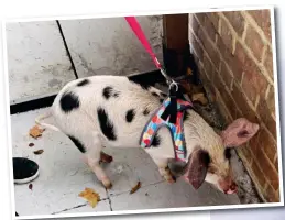  ??  ?? Snout and about: Pig sets off for a walk on a lead