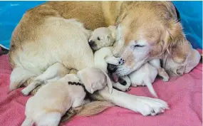  ?? JULIE JOCSAK TORSTAR ?? Wylie has delivered 33 puppies so far which are trained to be guide dogs. She is retiring after her last litter of eight puppies that were born just over a week ago.