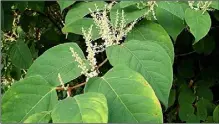  ??  ?? The invasive Japanese Knotweed (file picture).