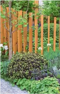  ??  ?? Marginile grădinii arată bine datorită soluțiilor inovatoare, cum sunt stâlpii de lemn din imagine. În felul acesta, aranjament­ele din grădină se văd și de pe stradă sau de la vecini. În stratul îngust cresc crețișoară, laptele-cucului și clopoței purpurii, care formează un covor verde compact