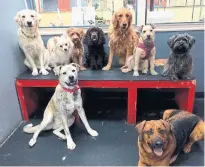  ?? WOOF & SHLOOF ?? Woof &amp; Shloof — Yiddish for nap — is grooming and doggie daycare