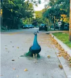  ?? ALFONSO DURAN THE NEW YORK TIMES ?? A male peacock surveys a street in Florida this month. The birds, which thrive in the state with its temperate winters, are breeding and running amok in Pinecrest, Fla., damaging property and making loud noises. The village will test a novel solution to rein them in: peacock vasectomie­s.