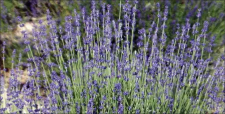  ?? PHOTO BY EMILY RYAN ?? English lavender works best for cooking.