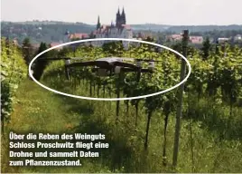  ??  ?? Über die Reben des Weinguts Schloss Proschwitz fliegt eine Drohne und sammelt Daten zum Pflanzenzu­stand.