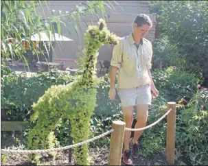  ??  ?? CHRISTINE ARPE GANG Jill Mabry, a horticultu­rist at the Memphis Zoo, checks on Melvin, a topiary giraffe covered in a bright lime sedum called Angelina and spotted with brown bean sedum.