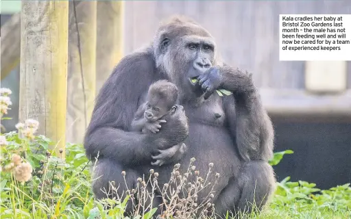  ?? BEN BIRCHALL ?? Kala cradles her baby at Bristol Zoo Gardens last month – the male has not been feeding well and will now be cared for by a team of experience­d keepers