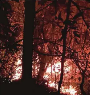  ?? [FOTO IHSAN BOMBA] ?? Kebakaran hutan seluas 4.9 hektar di Batu 5 1/2, Kampung Kundur Hulu, Rembau dipercayai akibat cuaca panas.