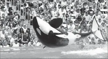  ?? Don Bartletti Los Angeles Times ?? THE TWICE-A-DAY killer whale shows are by far the biggest attraction at SeaWorld San Diego. Above, the crowd reacts to a trained orca at the park’s Shamu Stadium in 2014.