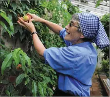  ??  ?? Horticultu­re expert St Fiachra tending to her crop of peaches in the greenhouse.