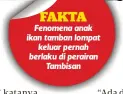  ??  ?? Fenomena anak ikan tamban lompat
keluar pernah berlaku di perairan
Tambisan