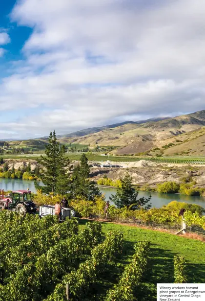  ?? Winery workers harvest pinot grapes at Georgetown vineyard in Central Otago, New Zealand ??