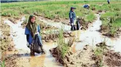  ??  ?? SUKARELAWA­N membersihk­an kawasan sawah.