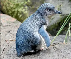  ??  ?? Pohara to Ligar Bay in Golden Bay has long been a habitat for blue penguins, but numbers of the birds have declined over the years.