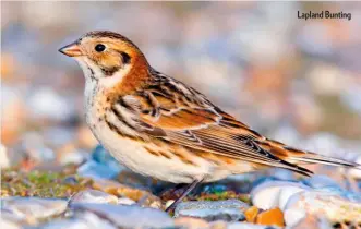  ??  ?? Lapland Bunting