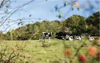  ?? SANDRO DI CARLO DARSA/THE NEW YORK TIMES ?? Cows rest in a field near Jouarre, France, east of Paris in the Seine-et-Marne department.