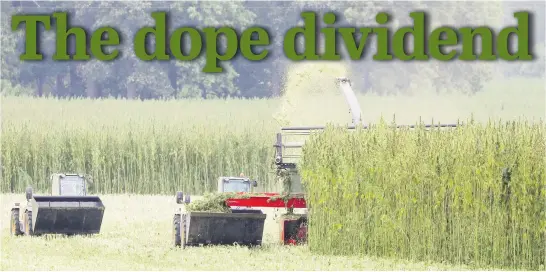  ?? Picture: AFP ?? GROWING MONEY. Farmers with specially developed harvesting machines crop a cannabis field in Naundorf, eastern Germany, yesterday. Mariplant company, a subsidiary of Canadian producer Maricann, cultivates legal medical cannabis on 170 hectares to gain the cannabidio­l.
