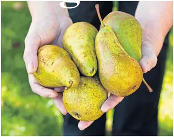  ?? ?? Pick your pears now, and store in a cool place so they ripen later