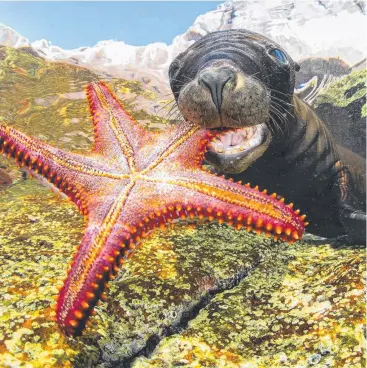  ??  ?? TOP SNAPS: Francis Pérez’s highly commended portrait of a sea lion playing with a starfish In Los Islotes, Mexico; and below, Gabriel Barathieu’s shot of a dancing octopus in the lagoon of Mayotte.