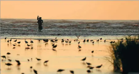  ?? YANG ZIYOU / FOR CHINA DAILY ?? A worker with Spoon-billed Sandpiper in China prepares to conclude a bird survey on an intertidal mudflat in Lianyungan­g, Jiangsu province, in August.