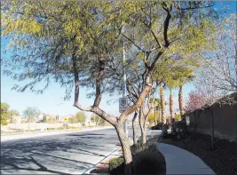  ?? Bob Morris ?? The restrictio­n of weter to tris mesquite tree withth curteith its growtr End flowering to once E yeer.