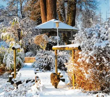  ?? Foto: Reinhold Ratzer ?? Einen Katzenspaz­iergang im Schnee zeigt das Januar Motiv des Gartenkale­nders. Das Bild ist entstanden in Langerring­en, südlich von Augsburg.