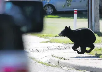  ?? FILES ?? Experts say a larger bear population may be a factor in the increase in human-bear conflicts.