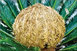  ?? PHOTO BY GRETCHEN HEBER ?? A SAGO PALM IS DIOECIOUS AND HAS SEPARATE male and female plants. The female has a structure resembling a woven basket in its center that produces seeds.