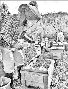  ??  ?? A member of a beekeeping cooperativ­e cares for a hive in Nago. — Yomiuri - Japan News photo