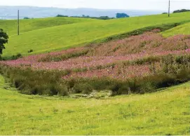  ??  ?? Left: when left to its own devices, Himalayan balsam can soon grow and spread. Below: ‘balsam bashing’ is one way of controllin­g this invasive species. Bottom left: wasps benefit from the balsam’s abundance of nectar.