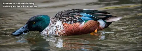  ?? ?? Shovelers are not known for being a delicacy, and this is due to their diet