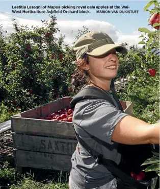  ?? MARION VAN DIJK/STUFF ?? Laetitia Lasagni of Mapua picking royal gala apples at the WaiWest Horticultu­re Ashfield Orchard block.