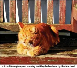  ??  ?? > A cool Mevagissey cat sunning itself by the harbour, by Lisa MacLeod