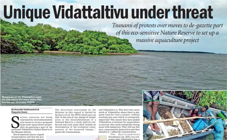  ??  ?? Mangroves on the Vidattalti­vu coast, the only area in Sri Lanka where they face the sea. (Courtesy WNPS)
Catch from the natural environmen­t, which could vanish when the aquacultur­e project is implemente­d. (Courtesy WNPS)