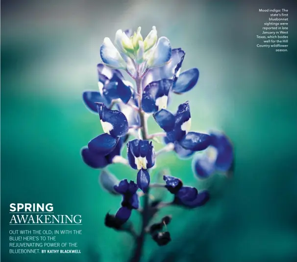  ??  ?? Mood indigo: The state’s first bluebonnet sightings were reported in late January in West Texas, which bodes well for the Hill Country wildflower season.