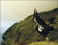  ?? MARCIO JOSE SANCHEZ — THE ASSOCIATED PRESS, FILE ?? A California condor takes flight in the Ventana Wilderness east of Big Sur.