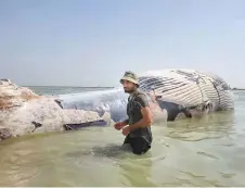  ?? ?? ■
Fishermen found the carcass of the 36-foot blue whale.